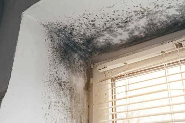 Affordable Hvac And Air Duct Mold Remediation solutions in Grant, MI